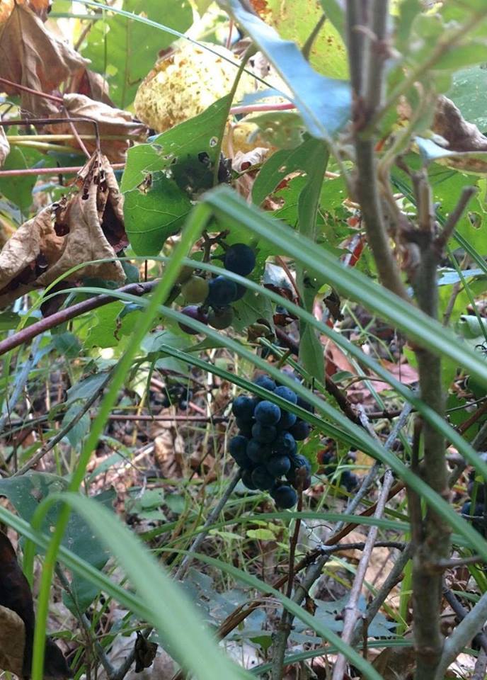 Grapevines, photograph (modern) 