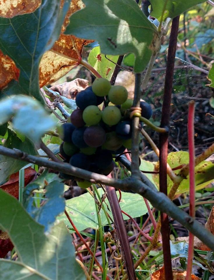 grapevines, photgrapg (modern)