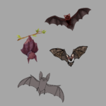 Audubon Program About Bats